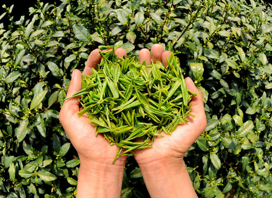 如何檢測(cè)茶葉中的氟離子含量